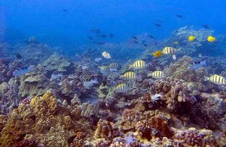 Study: Without crowds, bigger fish back at Molokini